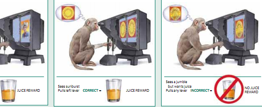 视觉：意识的窗户 8.png