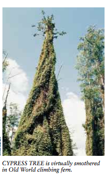 植物魔鬼 1.png