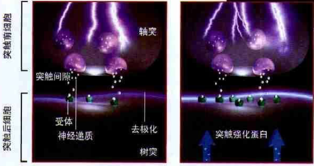 记忆是如何产生的？.png