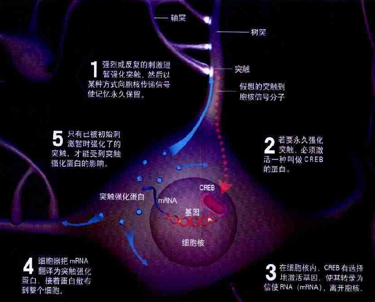 记忆是如何产生的？2.png