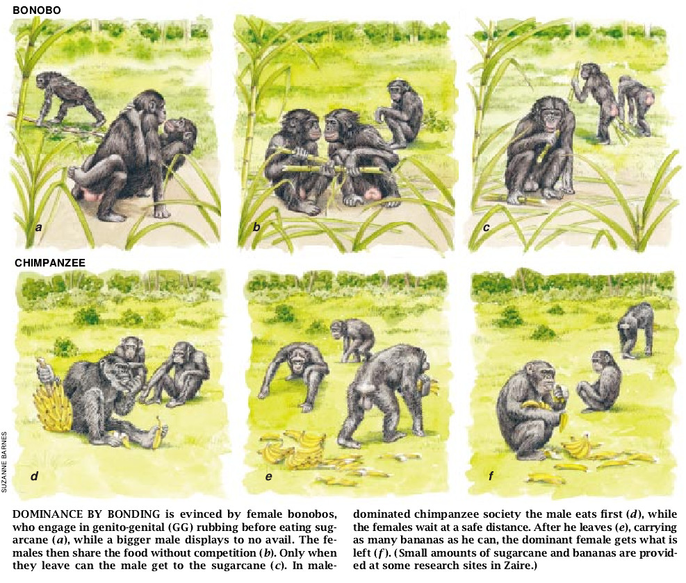 Bonobo Sex and Society-05.jpg