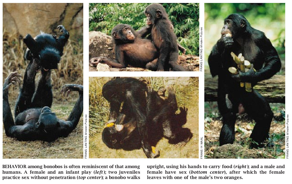 Bonobo Sex and Society-06.jpg