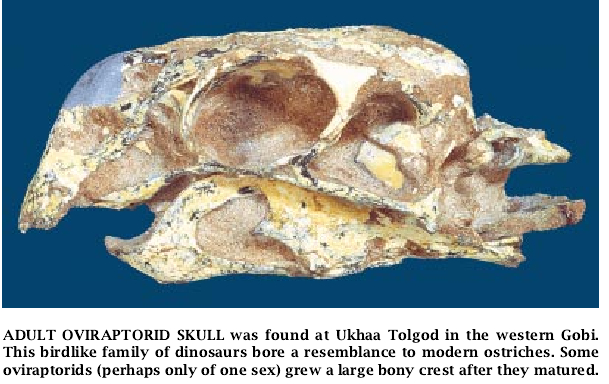 Fossils of the Flaming Cliffs-04.jpg