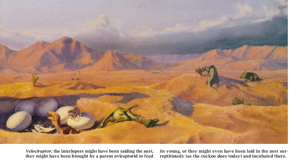Fossils of the Flaming Cliffs-05.jpg