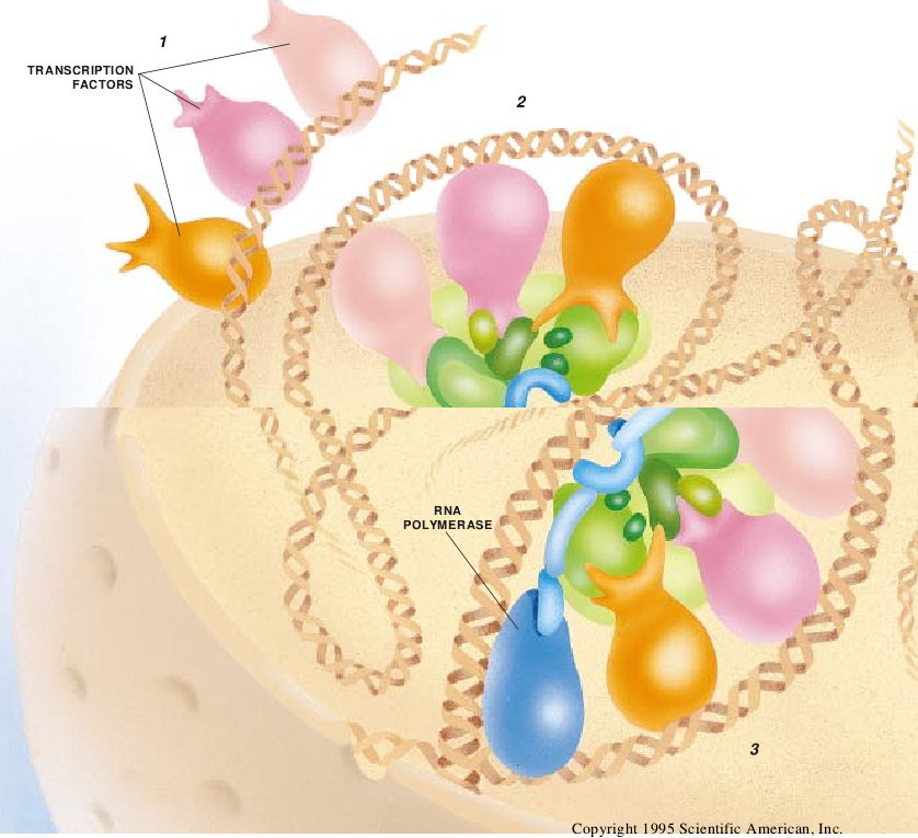 Molecular Machines That Control Genes-01.jpg