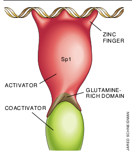 Molecular Machines That Control Genes-05.jpg
