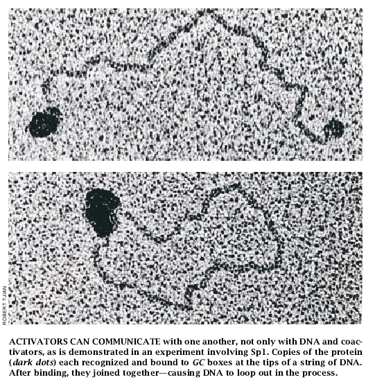 Molecular Machines That Control Genes-06.jpg