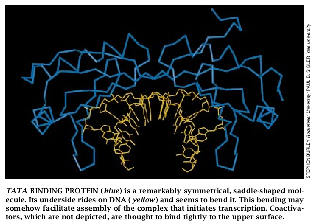 Molecular Machines That Control Genes-07.jpg