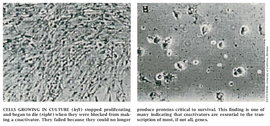 Molecular Machines That Control Genes-08.jpg