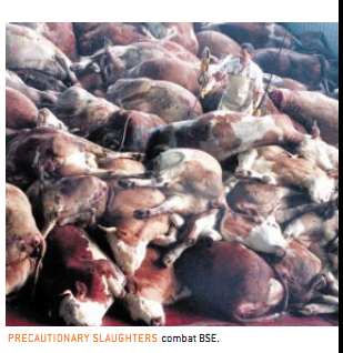 疯牛病带给人类的损失 1.png