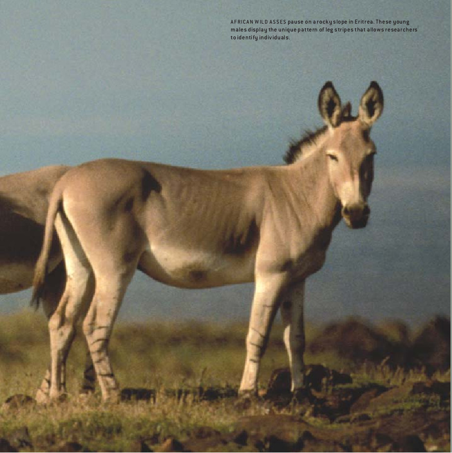 Endangered Wild Equids-01.jpg