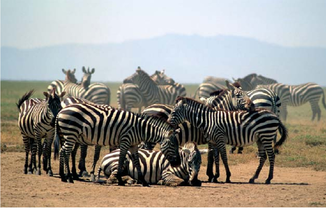 Endangered Wild Equids-09.jpg