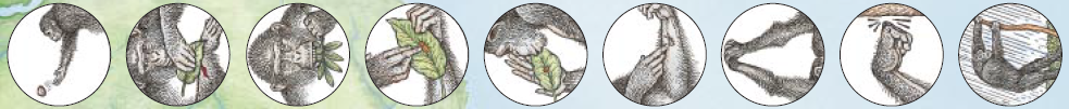 黑猩猩的文化4.png
