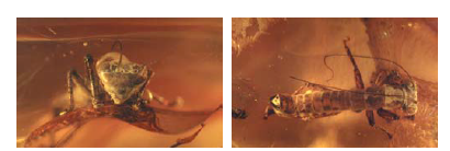“角斗士”发现始末3.png