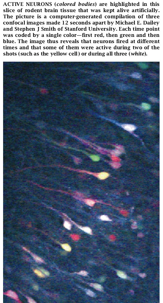 Confocal Microscopy-05.jpg