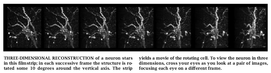 Confocal Microscopy-06.jpg