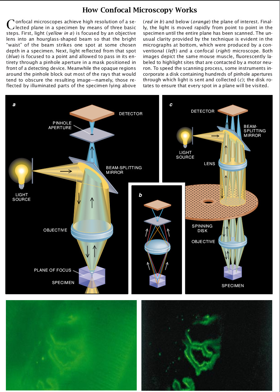 Confocal Microscopy-07.jpg