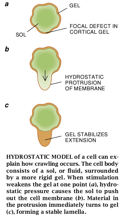 The Machinery of Cell Crawling-02.jpg