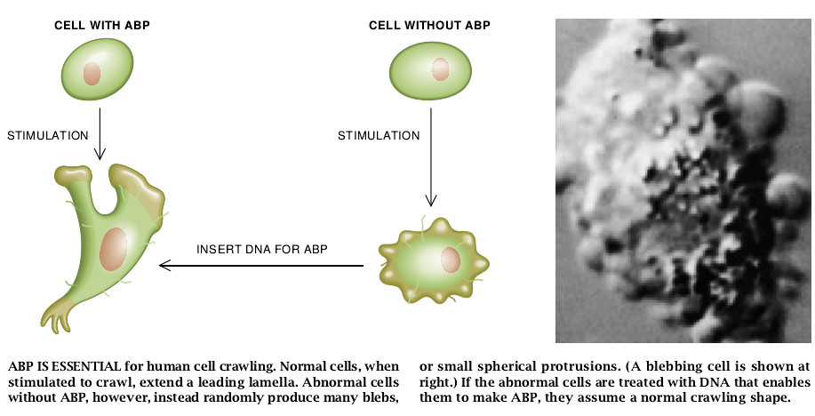 The Machinery of Cell Crawling-07.jpg