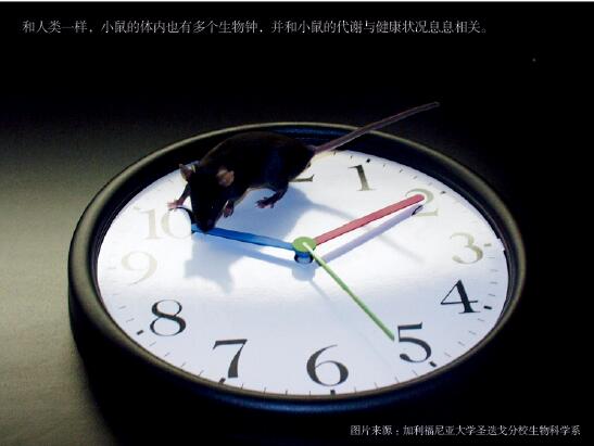 每个器官里，都有生物钟.jpg