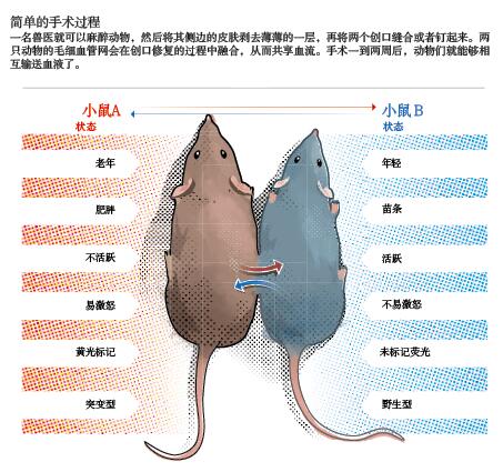 移植血液，延缓衰老？1.jpg
