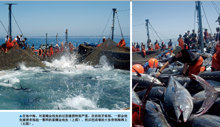 蓝鳍金枪鱼 (2).png