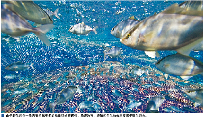 食品的蓝色革命4.png