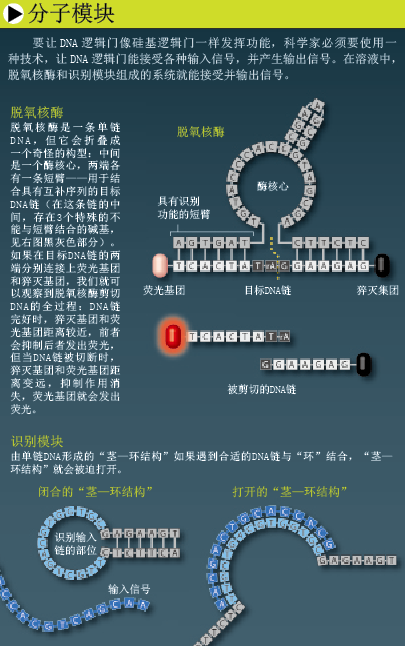 DNA computer (3).png