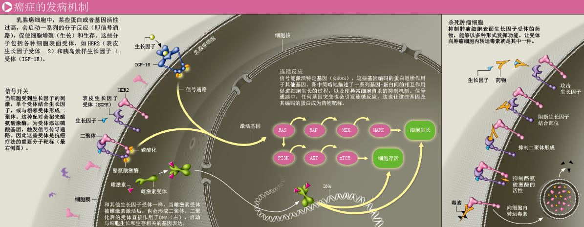 根治乳腺癌 (4).png
