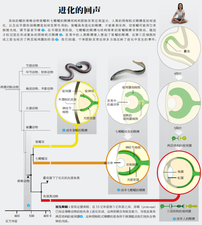 眼睛的进化路线图1.png