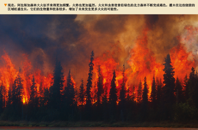 褐变的北极苔原和森林在消失 (5).png