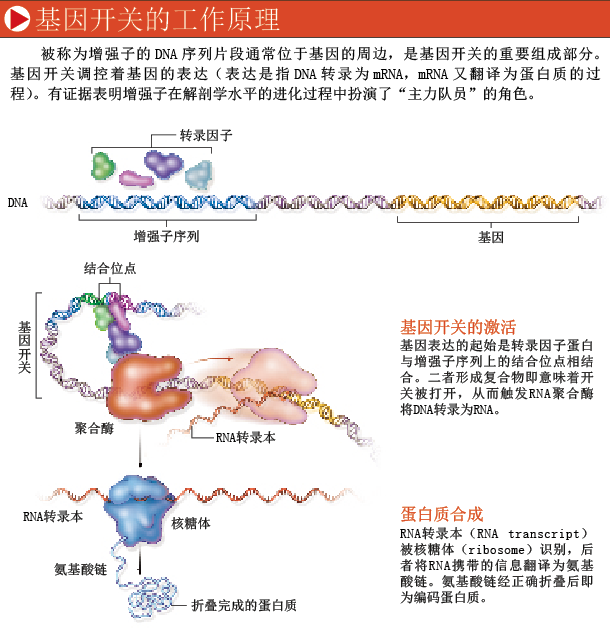 基因开关调控物种进化 (2).png