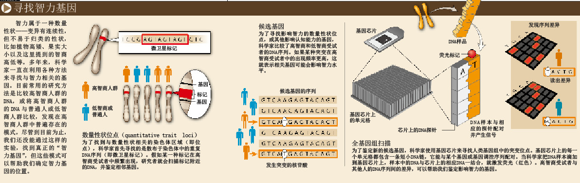 谁决定了你的智力 (2).png
