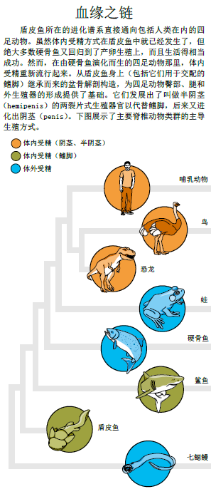 谁最先享受了鱼水之欢3.png