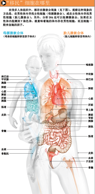 你的体内有别人的细胞 (2).png