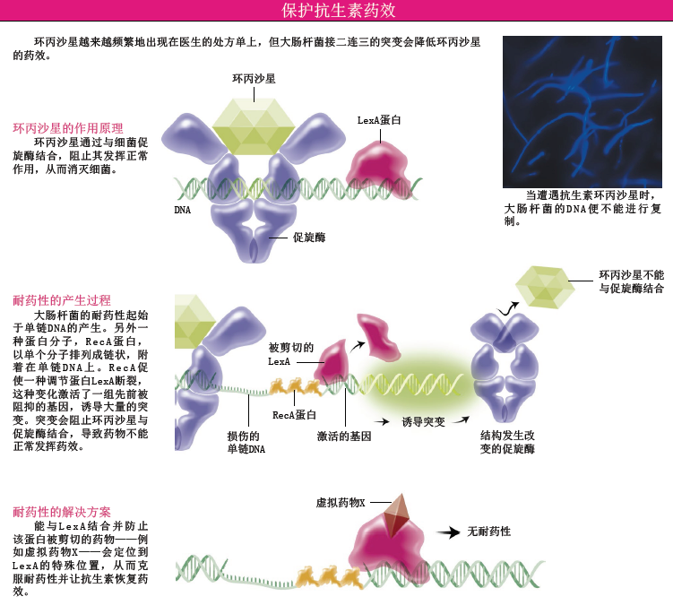 抗生素耐药性 (1).png