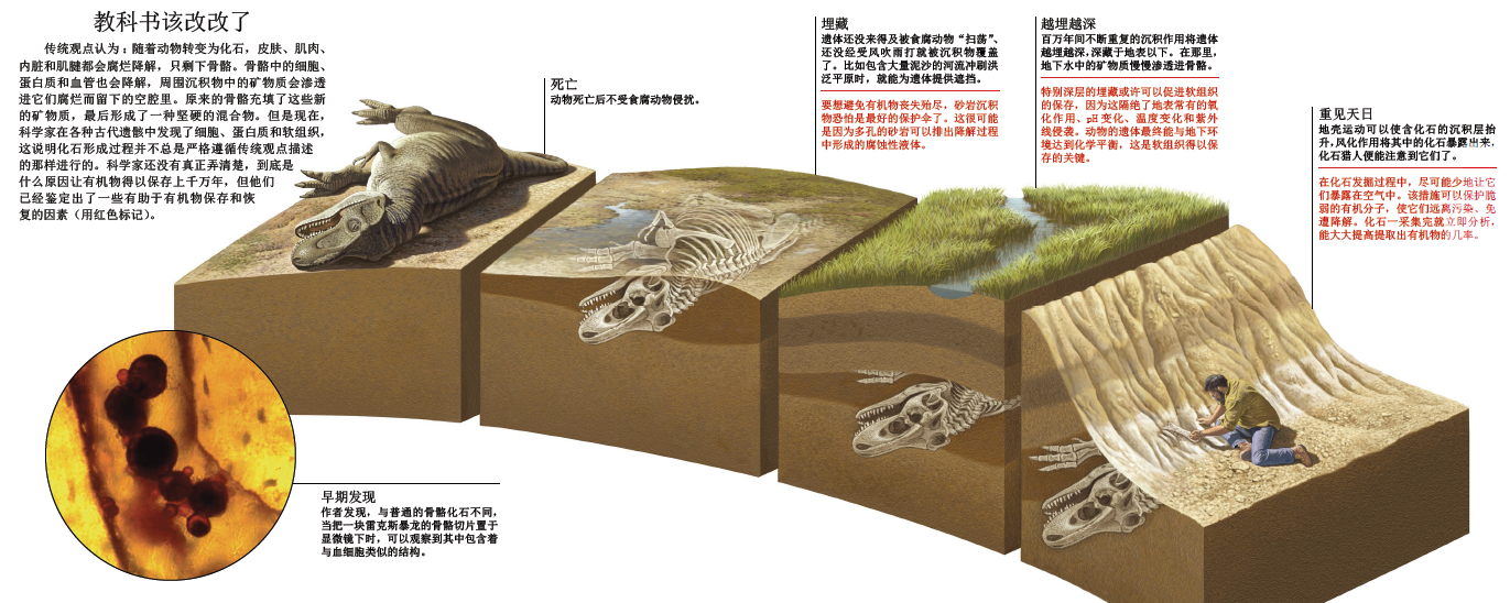 化验恐龙血.png