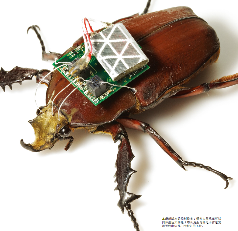 用活甲虫打造机器人1.png