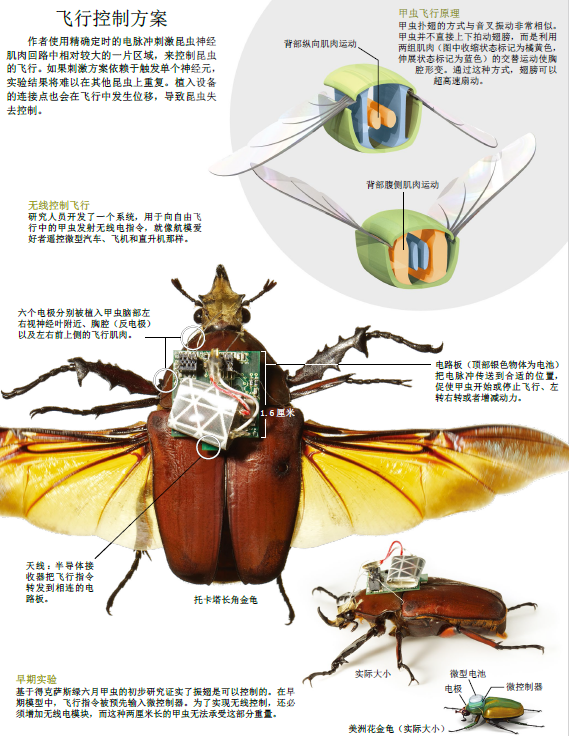 用活甲虫打造机器人2.png