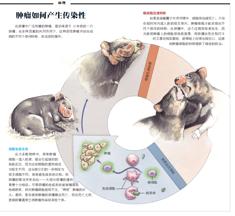 癌症也会传染？1.png