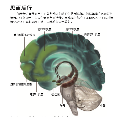 大脑里的自画像 2.png