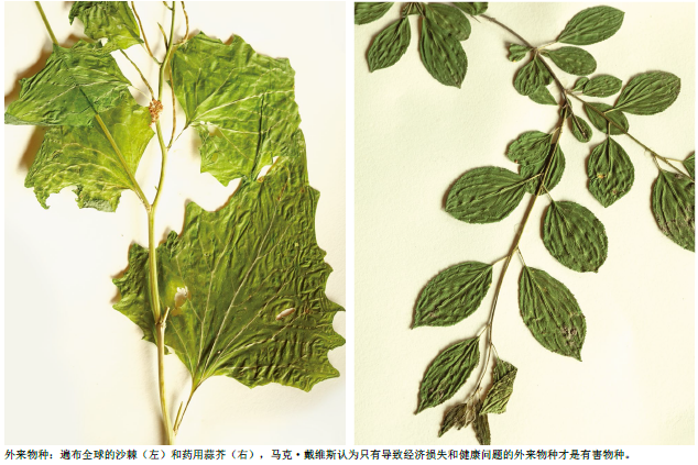 为“入侵物种”平反.png