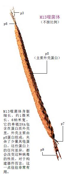 病毒神奇的纳米大师 (3).png