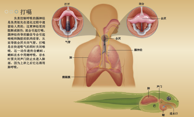打嗝来自两栖类祖先的进化缺陷 (1).png