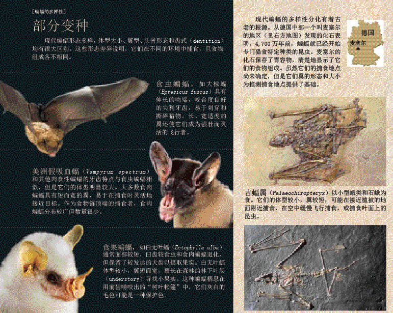 蝠翼上的进化谜题 (3).png