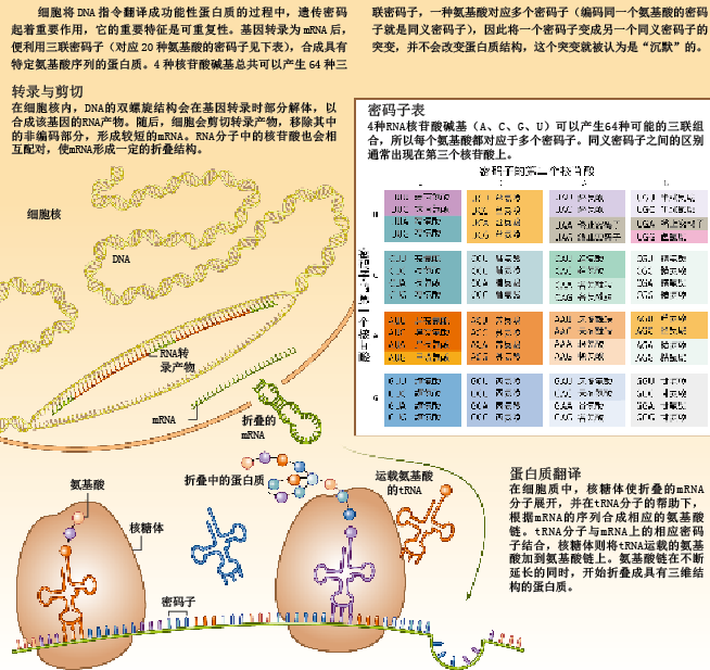 沉默突变并不沉默 (2).png