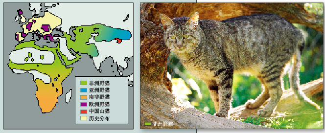 人类被猫“驯化”的历史 (1).png