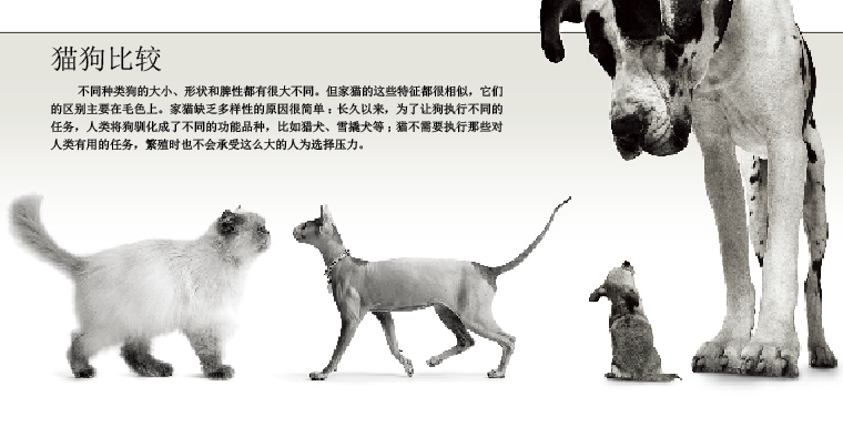 人类被猫“驯化”的历史 (5).png
