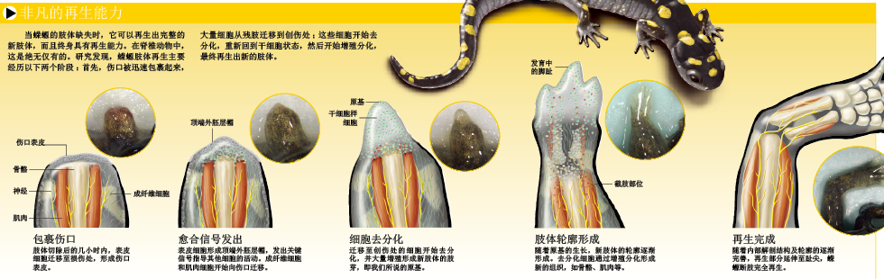 断肢再生 (2).png