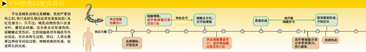 断肢再生 (3).png